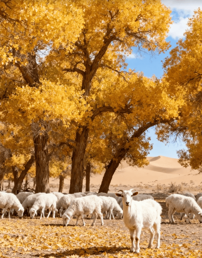 核心景区行程详解附西北胡杨林亲子游贴士与