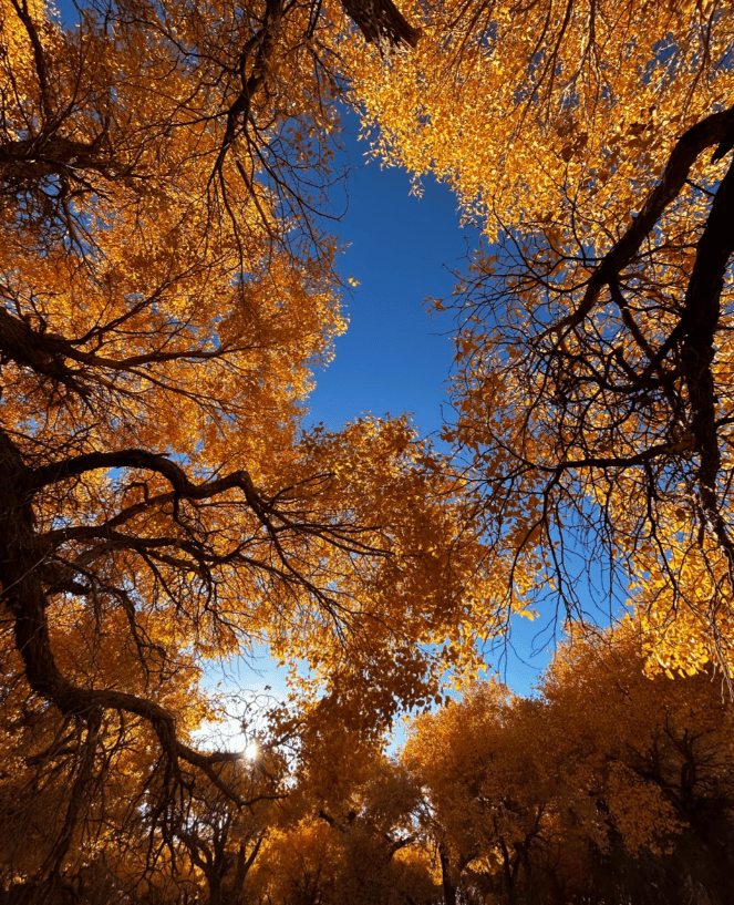 旗金秋盛宴行程详解附美食推荐看完这篇西北