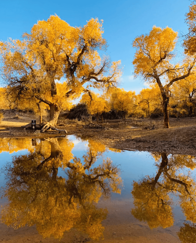 旗金秋盛宴行程详解附美食推荐看完这篇西北胡杨林旅游攻略全明白！pg电子模拟器电脑版国庆出行西北胡杨林六日游旅游攻略：额济纳(图2)